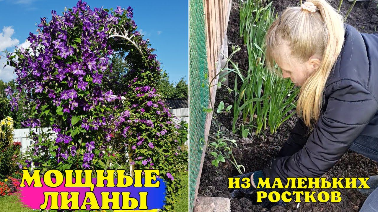 ВЫМАХАЮТ В МОЩНЫЕ ЛИАНЫ! Посадите КЛЕМАТИСЫ ИМЕННО ТАК! смотреть онлайн