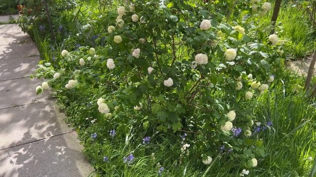 Viburnum Opulus Roseum - Review - Snowball Bush - Snowball Tree смотреть онлайн