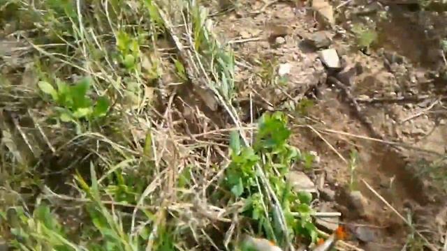 Первая попловочная рыбалка в этом сезоне, в первые ловим карася. Улов ( карась, окунь, плотва) смотреть онлайн