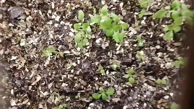 Бакопа без затрат . Каждый год в вашем саду будет бакопа . ? смотреть онлайн