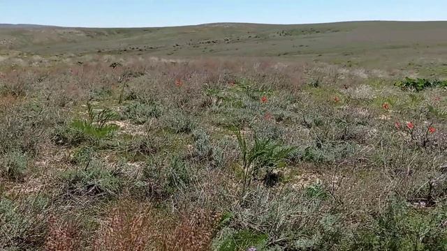 Кентау. Поездка в горы за грибами. Горный родник. Тюльпаны. Горная речка. 23 апреля 2021. смотреть онлайн