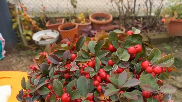 Gaultheria procumbens L. (tè del Canada) medicinal plant смотреть онлайн
