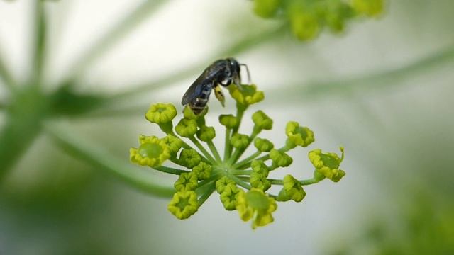 Lasioglossum (Dialictus) nitidulum ? ♀ (Halictidae-Hymenoptera) butine sur panais смотреть онлайн