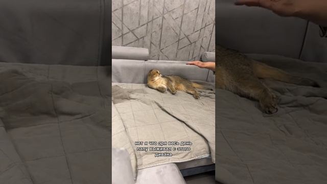 кот гучи смотреть онлайн