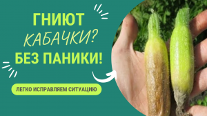 ВАШИ КАБАЧКИ НАЧАЛИ ГНИТЬ? ИСПРАВЛЯЕМ СИТУАЦИЮ ЛЕГКО!