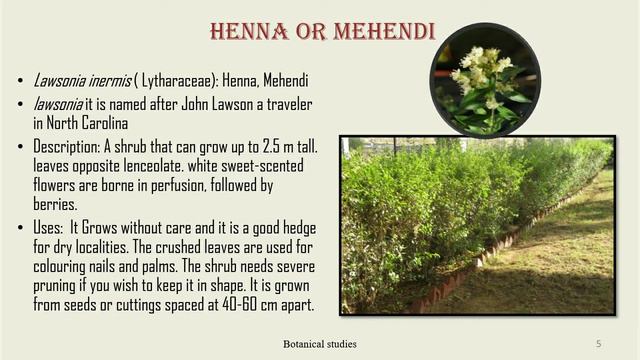 Hedge Plants | Botanical Studies смотреть онлайн