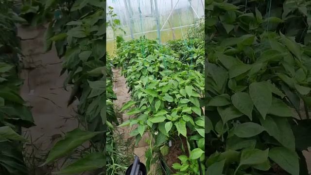 Как правильно обрабатывать растения перца, томатов баклажаны, огурцы, деревья и другое от ТЛИ смотреть онлайн