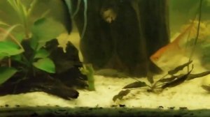 Нитчатая водоросль спирогира. Как бороться с нитчаткой в аквариуме?