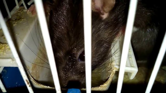 Огромный серый монстр A huge gray Monster смотреть онлайн