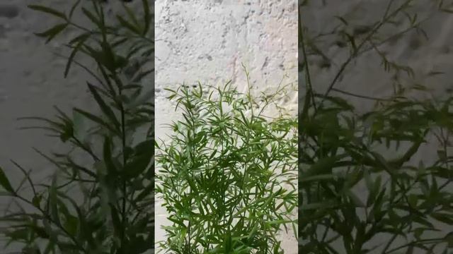 Аспарагус Квебе смотреть онлайн