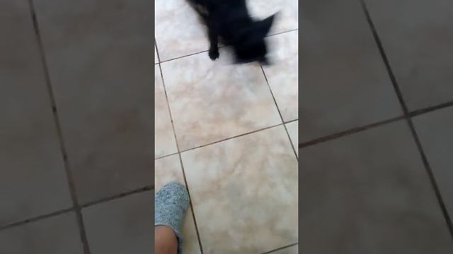 Прикол.собака приносит мяч смотреть онлайн