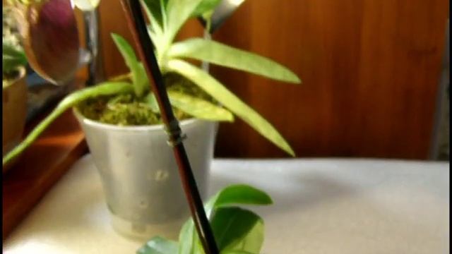 Paphiopedilum "Maudiae Femma" первое домашнее цветение. смотреть онлайн