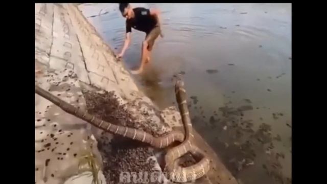 Нападает отрубленная голова змеи. Мертвая змея укусила смотреть онлайн