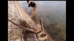 Нападает отрубленная голова змеи. Мертвая змея укусила