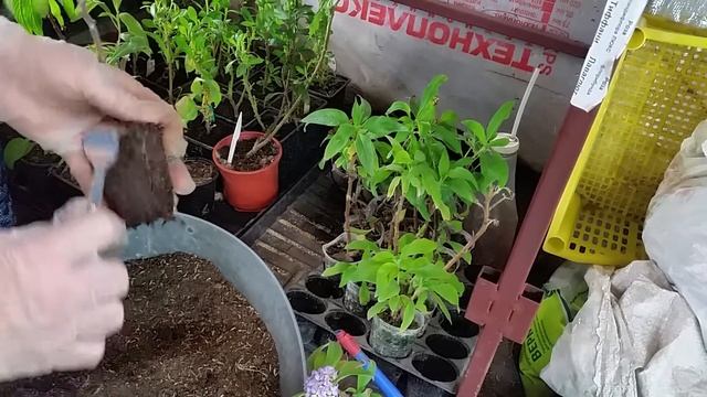 Гелиотроп сохраняем на следующий сезон. смотреть онлайн