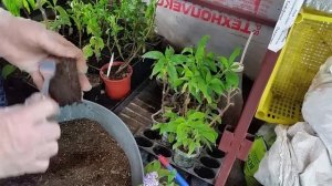 Гелиотроп сохраняем на следующий сезон.