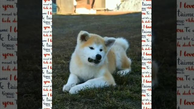 Акита-ину и вельш-корги смотреть онлайн