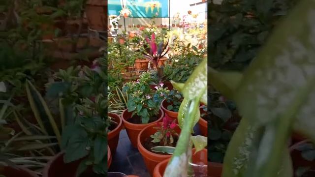 # PROPAGATION OF DUMBCANE- OR DIEFFENBACHIA SEGUINE. смотреть онлайн