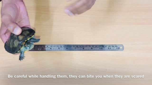 Turtle Size Chart | Red Eared Slider Size | Turtle Shell Colour Change | Turtles Size смотреть онлайн