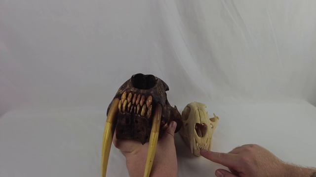 Paleo Catalog: Smilodon (Saber Tooth Cat)