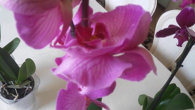 Орхи с аномалией. Жизнь автора. смотреть онлайн