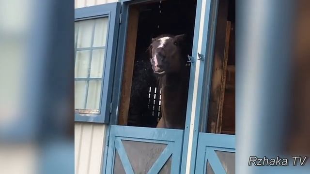 Самые смешные ПРИКОЛЫ С ЛОШАДЬМИ, Смешные лошади. Funny horse. смотреть онлайн