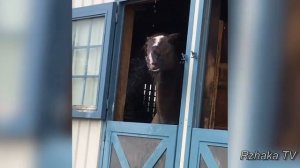 Самые смешные ПРИКОЛЫ С ЛОШАДЬМИ, Смешные лошади. Funny horse.