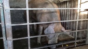 Динамика развития на мясокостной муке ||  Дюрок испугал а свинки радуют хозяина