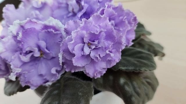 Сортовая фиалка НК-Лилон-Лила смотреть онлайн