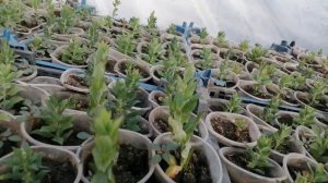 Платикадон итоги черенкования.🌱 И формируем укоренившиеся растения✂️