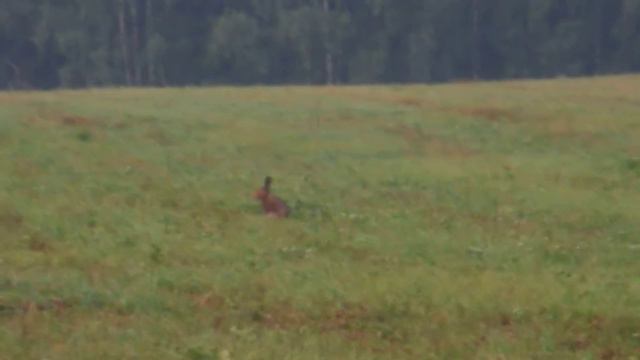 Заяц на поле смотреть онлайн