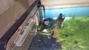 правильная инкубация икры ампулярий