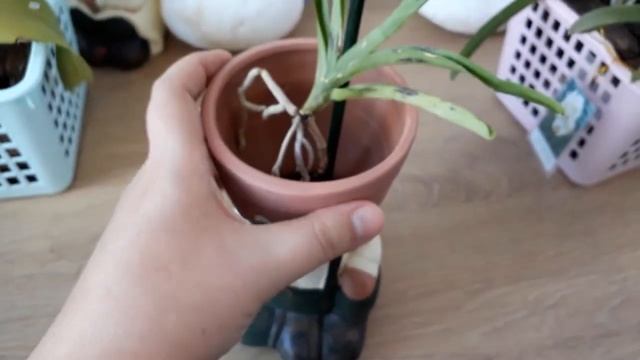 Мои орхидеи; Ванды, аскоценды, аскоцентрумы, мокары, ринхостилисы обзор, уход орхомания смотреть онлайн