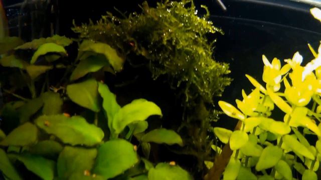 Taxiphyllum sp. Spiky moss - Loděnka Spiky moss - Akvarijní rostliny | SURPAN.cz смотреть онлайн