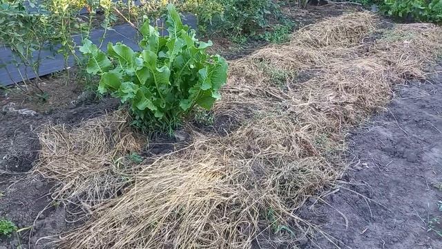 Обрезка и обработка голубики в августе после урожая.