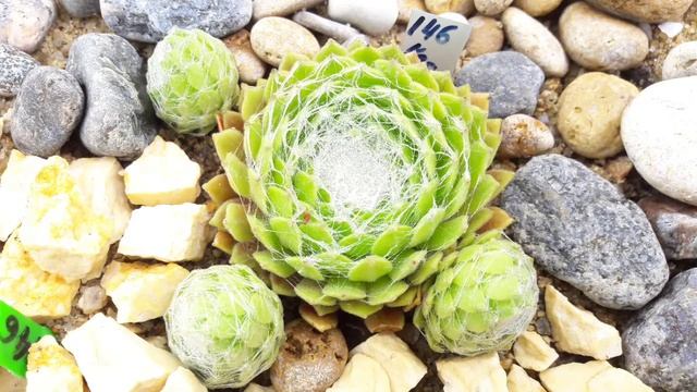 Коллекция sempervivum (молодило) Стояновой Наталии смотреть онлайн