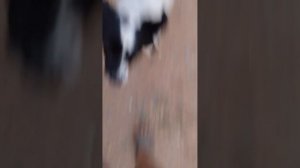 part 1 dog eat people