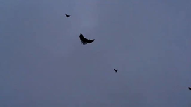 9.12.2021 Мелитопольские голуби ...и возвращение со вчерашнего залёта. смотреть онлайн