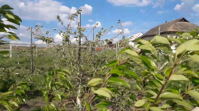 Как стимулировать дерево до плодоношения смотреть онлайн