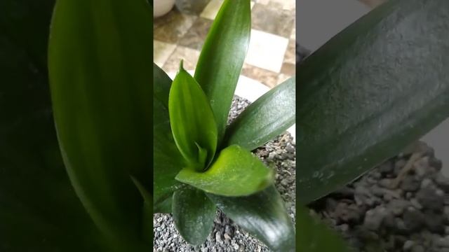 Sansevieria Hahnii Jade Dwarf 'Green Mould' смотреть онлайн