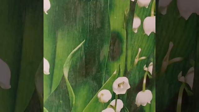 Фотообои Ландыши. Монтаж бесшовных обоев. Апрт. 14-333 смотреть онлайн