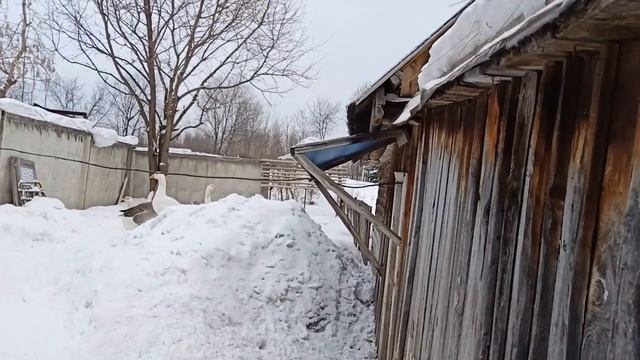 Однако, у Серого и Белой один гусенок - гусак? смотреть онлайн