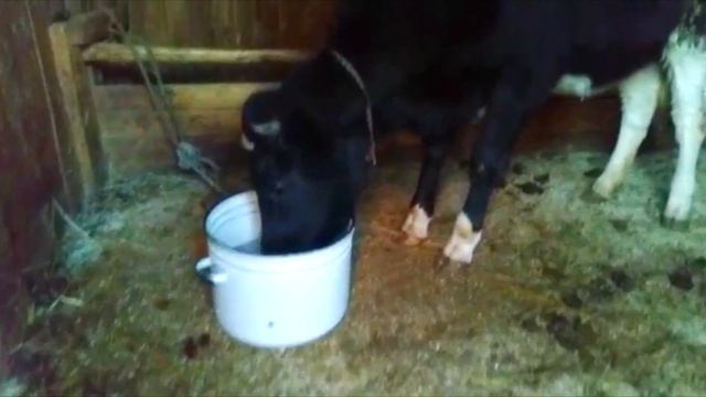 КТО ЖИВЕТ У МОЕГО ДРУГА НА ДАЧЕ⁉️ КУРОПАТКИ⁉️ смотреть онлайн