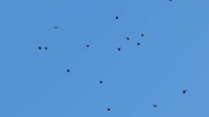 полет николаевских голубей 23.11.2018