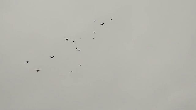 осенние подъёмы моих голубей город Запорожье (1часть) смотреть онлайн