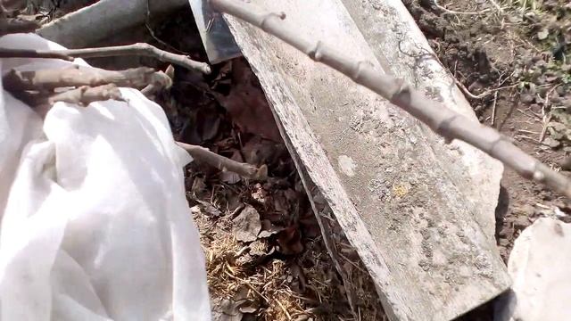 Раскрытие ИНЖИРА после зимы, результат