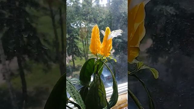 Пахистахис смотреть онлайн