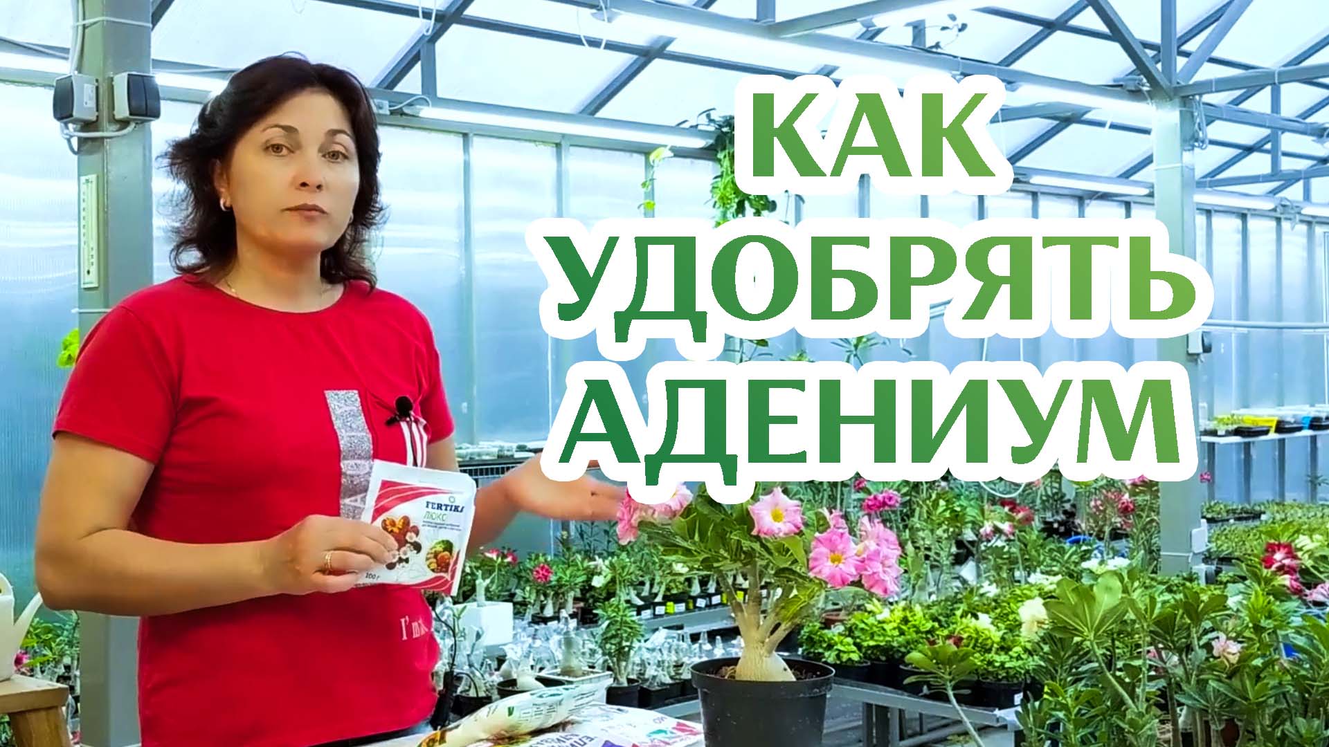 Как Удобрять Адениум смотреть онлайн