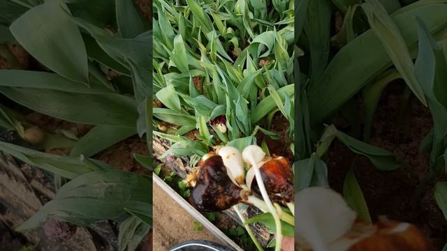 Выгонка тюльпанов (питиум корней) смотреть онлайн