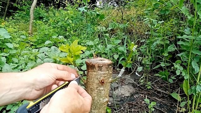 Весенне - летняя прививка зелёное на зелёное в расщеп. смотреть онлайн